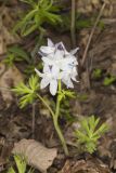 Dwarf Larkspur, Delphinium tricorne
