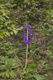 Dwarf Larkspur, Delphinium tricorne