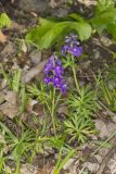 Dwarf Larkspur, Delphinium tricorne