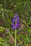 Dwarf Larkspur, Delphinium tricorne