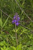 Dwarf Larkspur, Delphinium tricorne