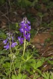Dwarf Larkspur, Delphinium tricorne