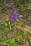Dwarf Larkspur, Delphinium tricorne