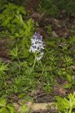 Dwarf Larkspur, Delphinium tricorne
