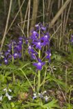 Dwarf Larkspur, Delphinium tricorne