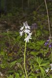 Dwarf Larkspur, Delphinium tricorne