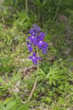 Dwarf Larkspur, Delphinium tricorne