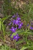 Dwarf Larkspur, Delphinium tricorne