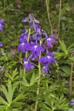 Dwarf Larkspur, Delphinium tricorne