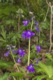 Dwarf Larkspur, Delphinium tricorne