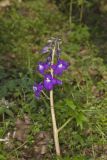 Dwarf Larkspur, Delphinium tricorne