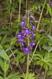 Dwarf Larkspur, Delphinium tricorne