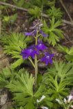 Dwarf Larkspur, Delphinium tricorne