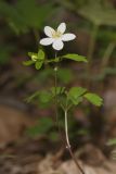 Eastern False Rue Anemone, Enemion biternatum
