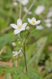 Eastern False Rue Anemone, Enemion biternatum