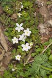 Eastern False Rue Anemone, Enemion biternatum