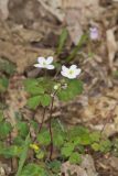 Eastern False Rue Anemone, Enemion biternatum