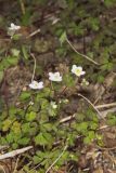 Eastern False Rue Anemone, Enemion biternatum