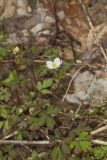 Eastern False Rue Anemone, Enemion biternatum