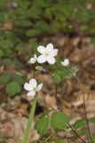 Eastern False Rue Anemone, Enemion biternatum