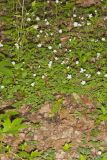 Eastern False Rue Anemone, Enemion biternatum