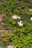 Eastern False Rue Anemone, Enemion biternatum