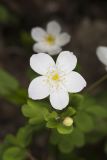 Eastern False Rue Anemone, Enemion biternatum