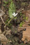 Eastern False Rue Anemone, Enemion biternatum
