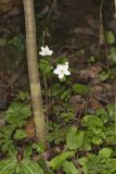 Eastern False Rue Anemone, Enemion biternatum