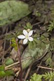 Eastern False Rue Anemone, Enemion biternatum
