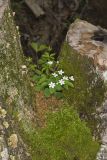Eastern False Rue Anemone, Enemion biternatum