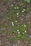 Eastern False Rue Anemone, Enemion biternatum