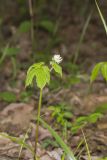 Goldenseal, Hydrastis canadensis