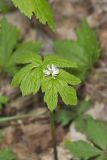 Goldenseal, Hydrastis canadensis