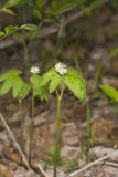 Goldenseal, Hydrastis canadensis
