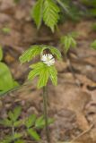 Goldenseal, Hydrastis canadensis