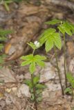 Goldenseal, Hydrastis canadensis