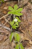 Goldenseal, Hydrastis canadensis