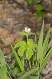 Goldenseal, Hydrastis canadensis