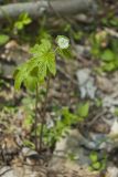 Goldenseal, Hydrastis canadensis
