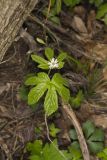Goldenseal, Hydrastis canadensis