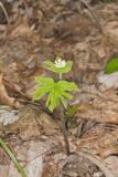 Goldenseal, Hydrastis canadensis