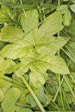 Goldenseal, Hydrastis canadensis