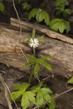 Goldenseal, Hydrastis canadensis