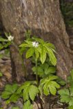 Goldenseal, Hydrastis canadensis