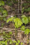 Goldenseal, Hydrastis canadensis