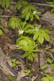 Goldenseal, Hydrastis canadensis
