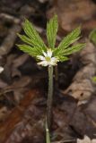 Goldenseal, Hydrastis canadensis