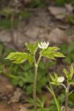 Goldenseal, Hydrastis canadensis