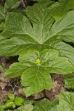 Goldenseal, Hydrastis canadensis